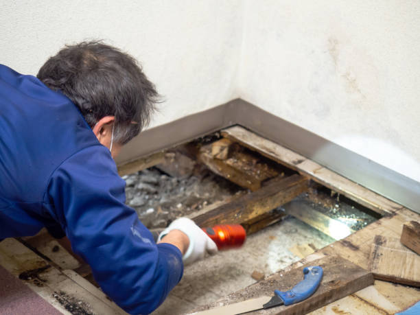 Best Crawl Space Mold Removal  in Torrington, WY