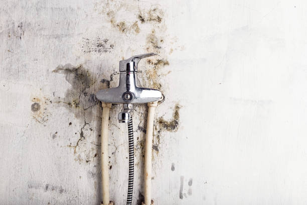 Best Emergency Mold Removal  in Torrington, WY