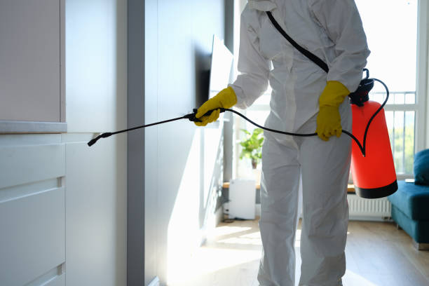 Best Fast Mold Removal  in Torrington, WY