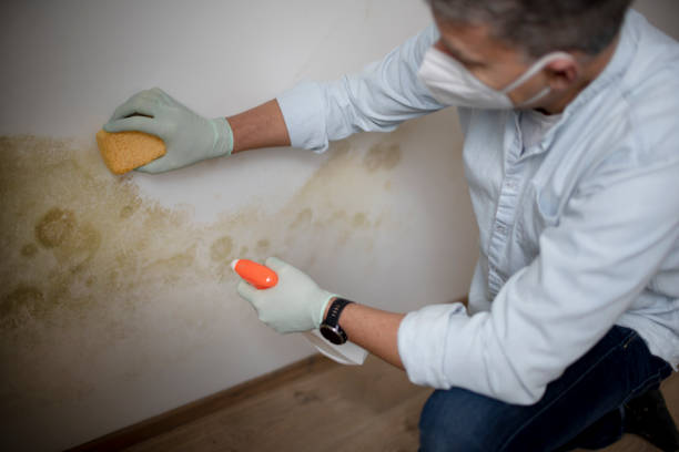 Mold Removal and Inspection in Torrington, WY