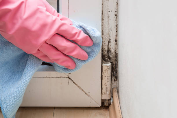 Best Mold Remediation  in Torrington, WY