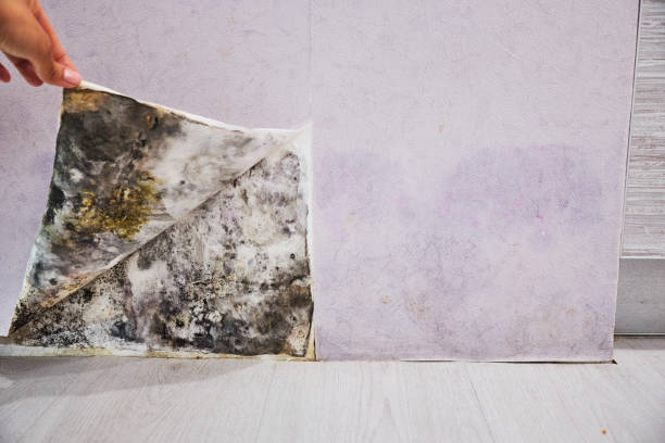 Best Emergency Mold Removal  in Torrington, WY